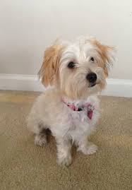 Professional Dog training in Baltimore bmore dog training