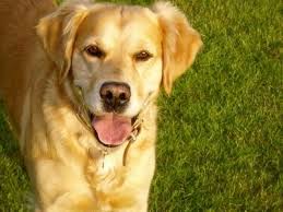 BMore Dog Training offers Professional Dog Training in Baltimore and the surrounding areas