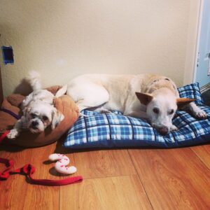 Dog Trainer Baltimore Blog on Sibling Aggression!