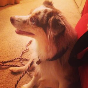 Dog Trainer Baltimore - Fear Aggression Blog