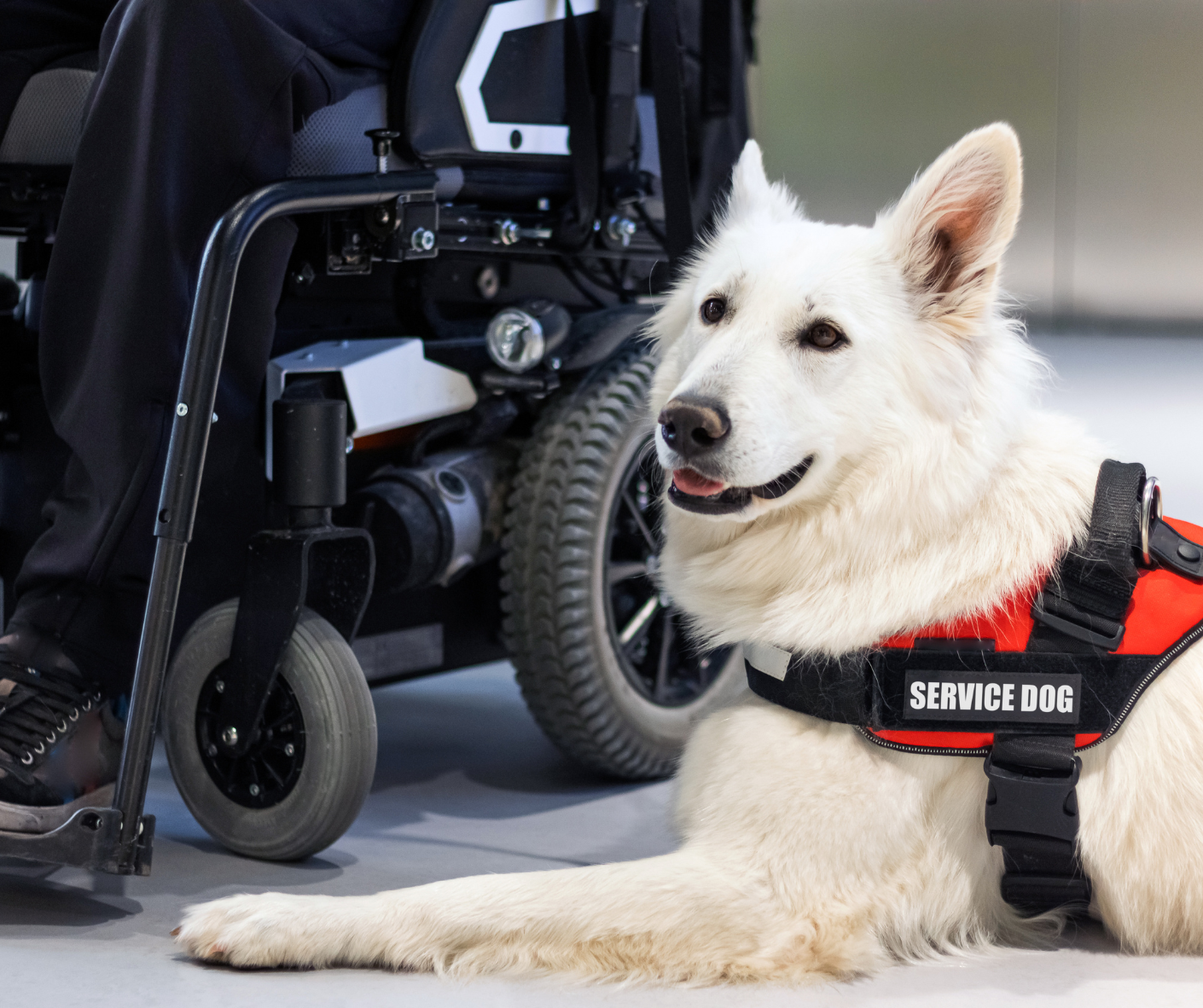 service dog training service dog training